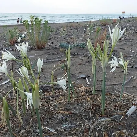 Дом отдыха Podere Fichidimare *
