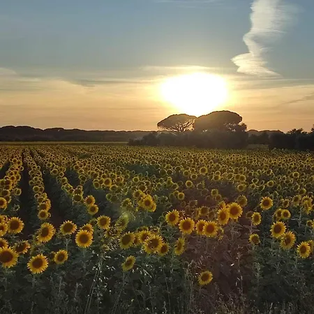 Podere Fichidimare * Кампилья-Мариттима